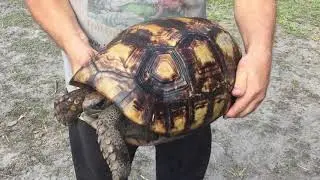 Amazon Basin Giant Tortoise #1