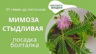 Как Вырастить Мимозу Стыдливую. Очень просто! 💯💥 мой опыт  