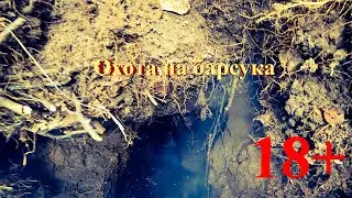 Охота на барсука с собакой // Badger hunting with a dog