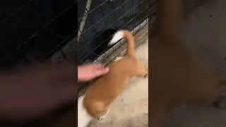 Corgi mix jack russel #youtubeshorts