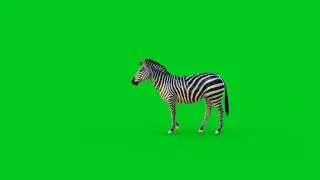 Zebra 🦓 Green Screen Background Video || Former Green Screen Background