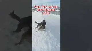 Tazi stands for her master, alone against the pack.