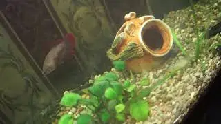 Мой сюрприз для вас. :)
