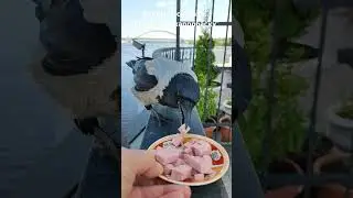 Карлуша сытая и благодарная