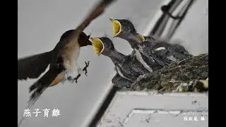燕子育雛忙 猶恐巢中飢