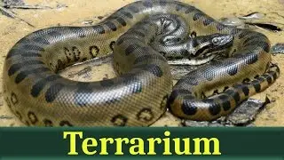 Анаконда (лат. Eunectes murinus)