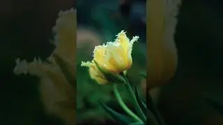 На советский объектив)