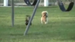 Dog vs Skunk