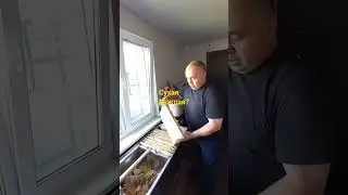 Порода пчёл по печатке мёда?