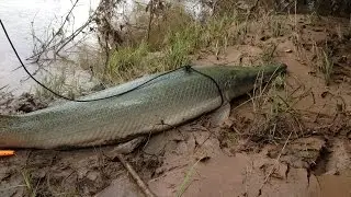 THATS A RIVER MONSTER || GIANT ALLIGATOR GAR