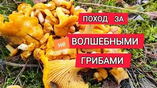 ГРИБНОЙ СЕЗОН ОТКРЫТ | ЛИСИЧКИ | ЛЕС