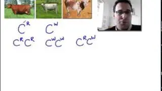 Codominant Monohybrid Cross