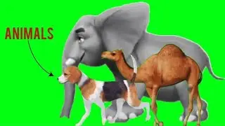 Green Screen Animal Running Video #greenscreen #animal #stampede #animalrun