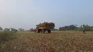 Crop Cutting & Loading: The Thrill of Harvest Season🌾 | #HarvestSeason