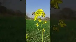 New whatsapp status video wow!