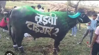 इस वजह से तडवी टाइगर को तडवी टाइगर कहा जाता है || इनफॉर्मेशन वीडियो || #hellokitakkar#devpandule