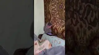 Кот смотрит ютуб 