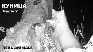 Marten hunter (part 2): instinct of a serial killer, the wonders of acrobatics, tenderness