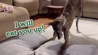 Our Greyhound’s Eating Habits: Cute for a Reason!