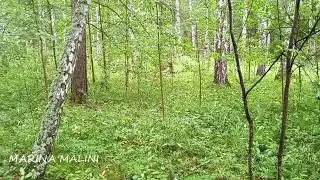 СЛЕДИТЬ за УМОМ и РЕЧЬЮ #самопознание #просветление #пробуждение #