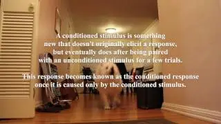Classical Conditioning Experiment Psychology