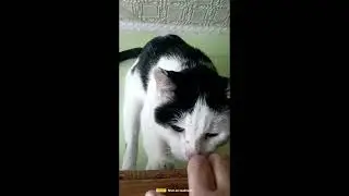 Зая