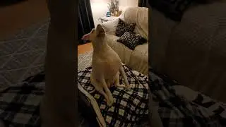 House Hippo, I GET UP!!! 🤣 Enjoy the laugh! #pitbullshorts #funny #funnydog #ilovemypitbull