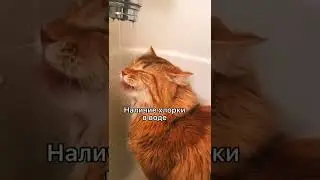 Можно ли кошкам пить воду из-под крана? 
