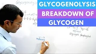 Glycogenolysis | Glycogen degradation