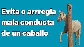 Cuidado con lo que comunicas a tu caballo. Consejo para evitar o arreglar problemas con tu caballo.