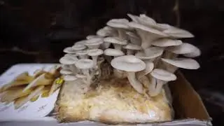 how to grow mushrooms at home without any knowledge in 9 days only