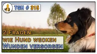 🩹 Wie Wunden versorgen  + 💤 Wie Hund wecken? Zwei Fragen zur Hundehaltung - TGH 315