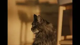 AdTab CRO – DOG VIDEO WITH CAT TAG – 22s