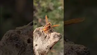 Macro video on Samsung galaxy s20 fe 5g