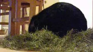 A minute of my bunny's life