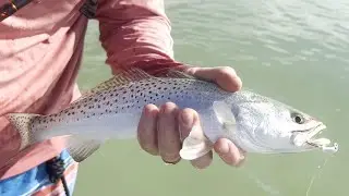 Targeting Speckled Trout and Snook With Live Shrimp: Fishing Tampa Bay