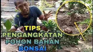 PENJELASAN DAN PENGANGKATAN POHON BERINGIN BERSAMA BOWONGSO  #BOWONGSO #BONSAI #DONGKEL #BERINGIN