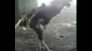 Hardstyle Chicken