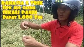 TIPS & TRIK SEKALI PANEN DAPAT 1.000 TON ALA BPK CASMA