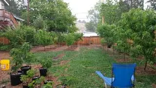 Rain In the Garden