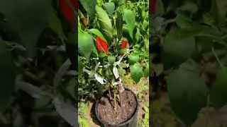 los #Chiles si se dan en #canada canada #pepper #spicy