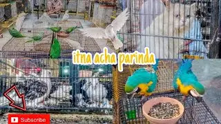 Birds Market ma gya 🙃 cato ka attitude chek karain😱