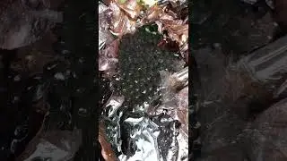 Головастики в пруду