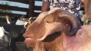 Are you aware that Goats were one of the first animals to be tamed by humans  9,000 years ago.