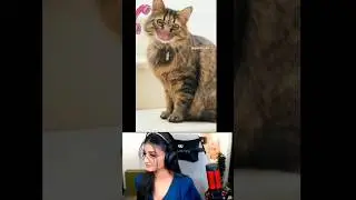 Patak k chod de / payal gaming reaction funny video 🤣 / Payal gaming / Omegle #shorts #viral