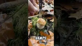 mushroom  BOLETUS Edulis 