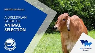 A BREEDPLAN Guide to Animal Selection