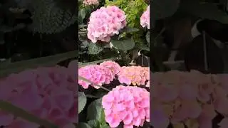 Германия.Гортензия в СЦ