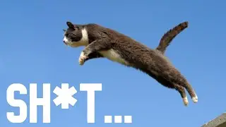 What Having A Cat Is Like
