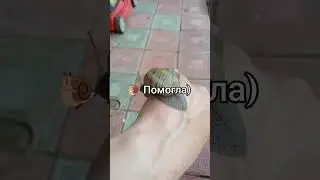 #лайфхак слизь улиток помогает.  проверено на себе